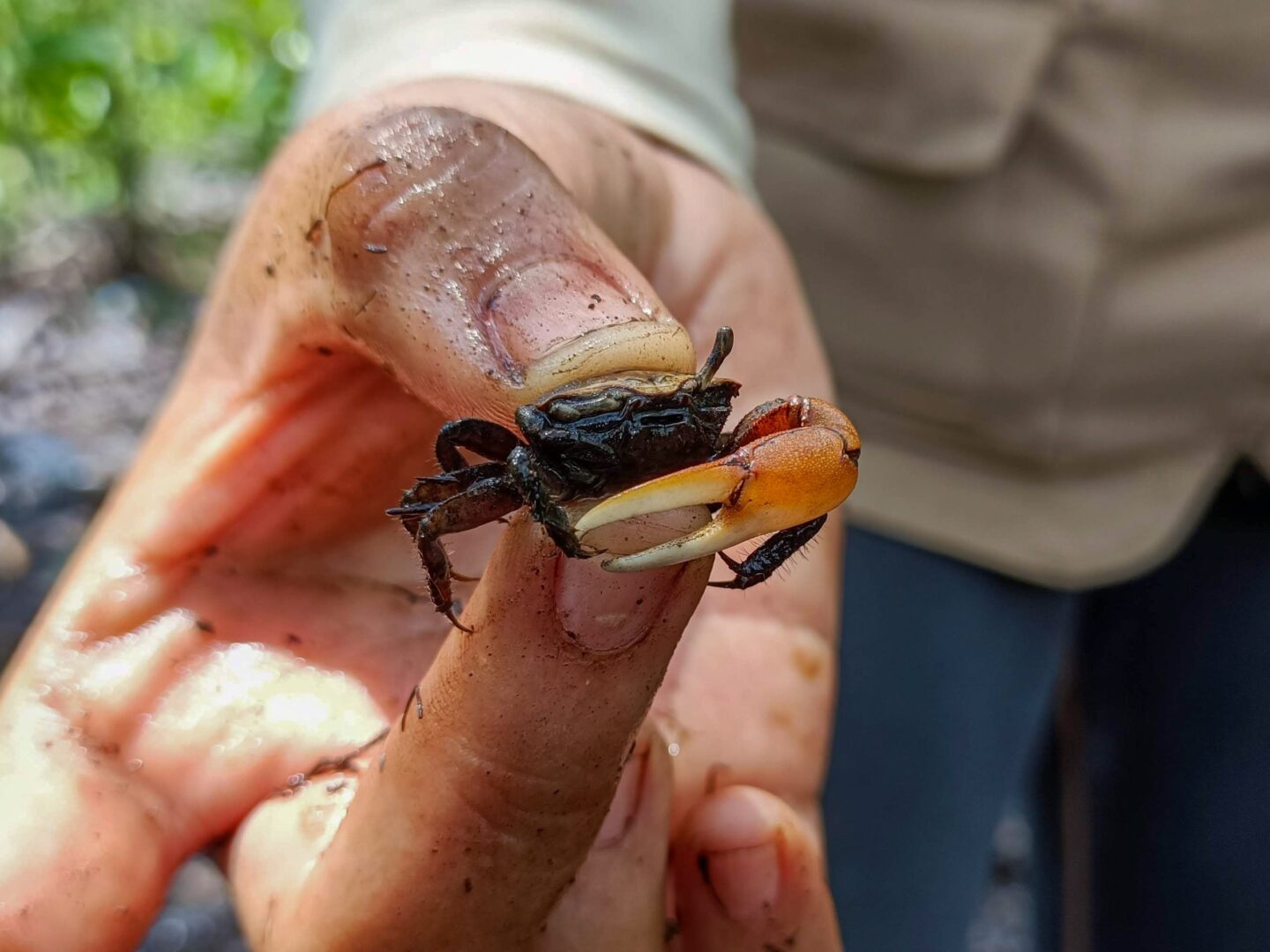 mexico-mangrove-krab