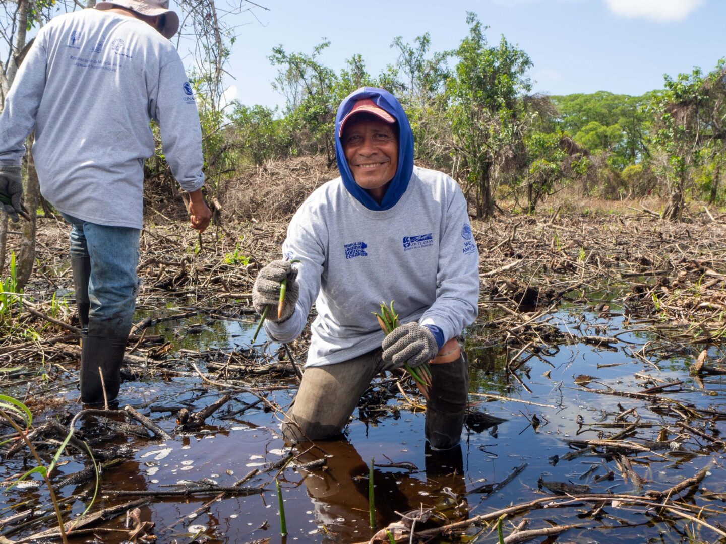 mexico-mangrove-planten