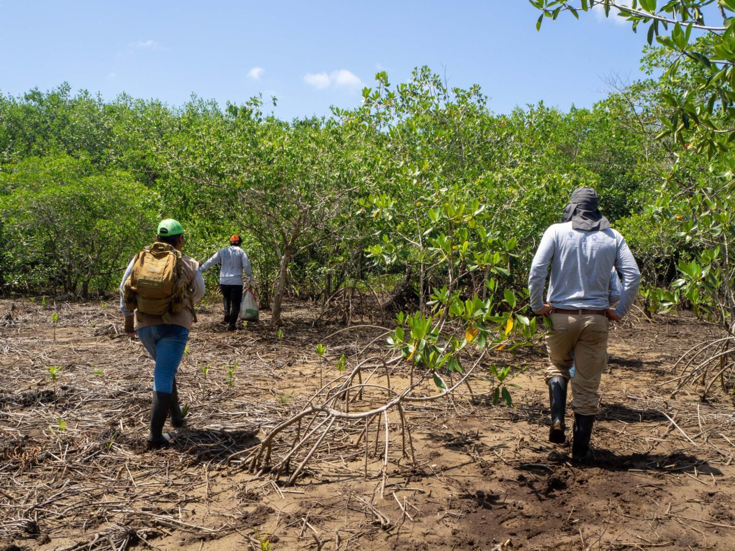 mexico-mangrove-planten