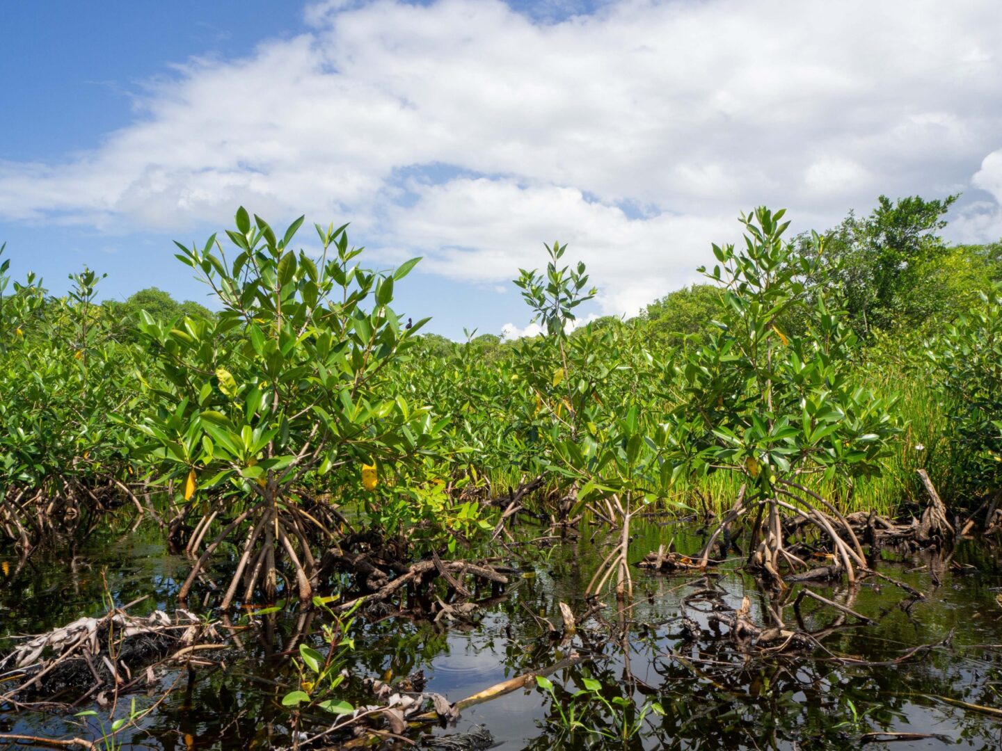 mexico-mangrove