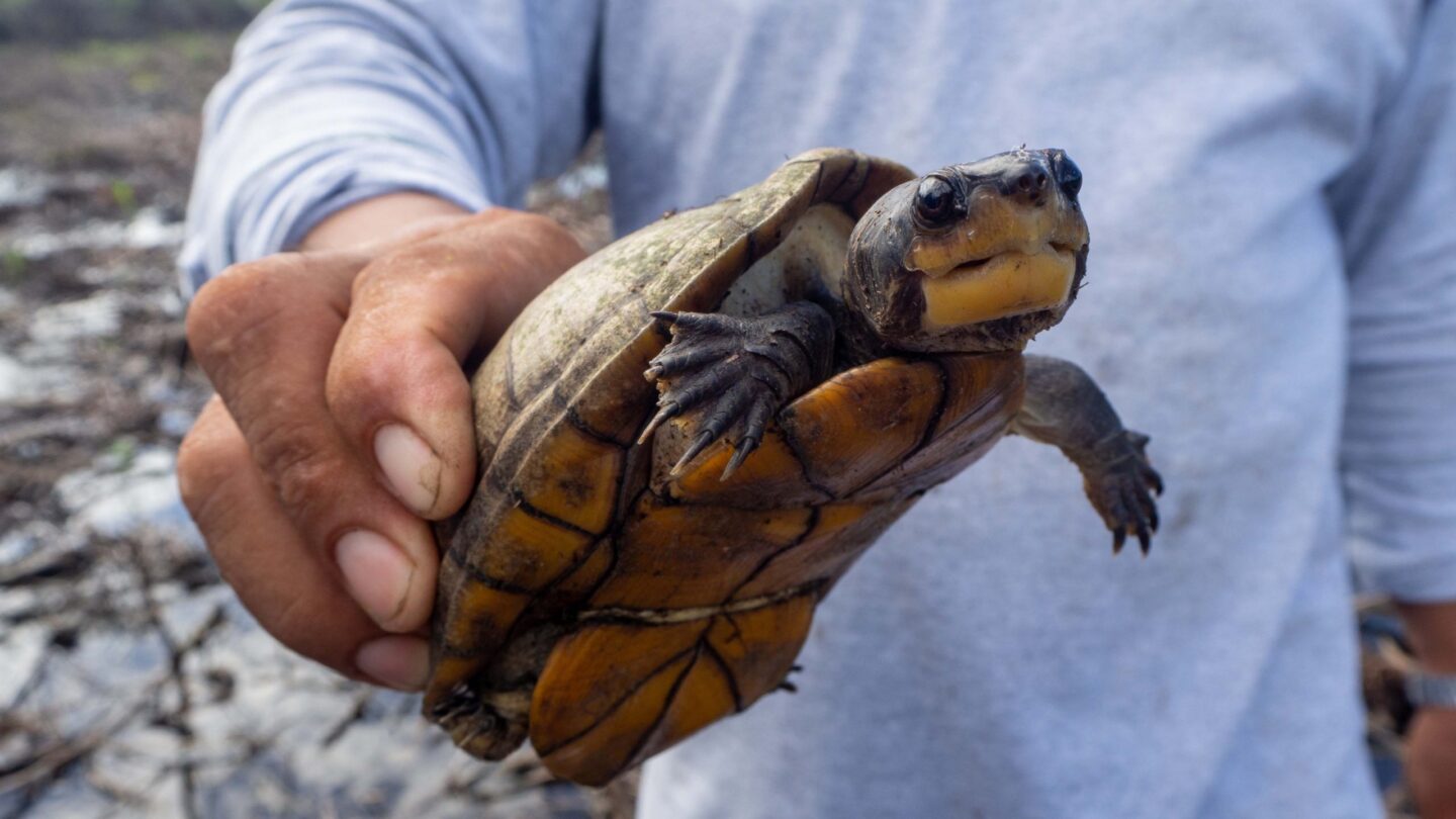 mexico-mangrove-schildpad