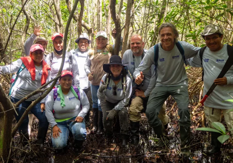 Nieuws uit de mangrovebossen in Mexico