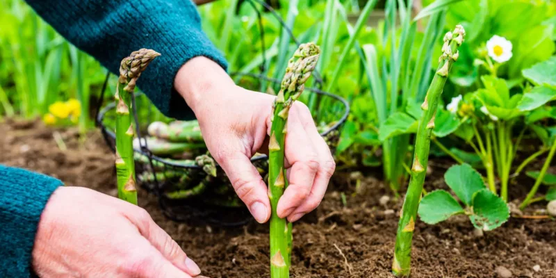 Food forest Lust & Last | From former agricultural land to environmentally friendly food forest
