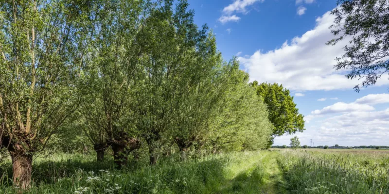 Landschapselementen Deventer | Vergroening van het landelijk gebied rondom Deventer