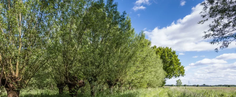 Landschapselementen Deventer | Vergroening van het landelijk gebied rondom Deventer