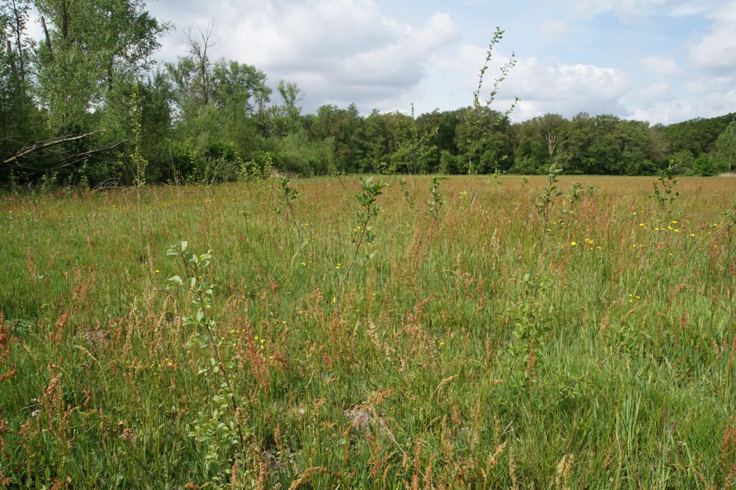 Aanplant in het Groene Woud