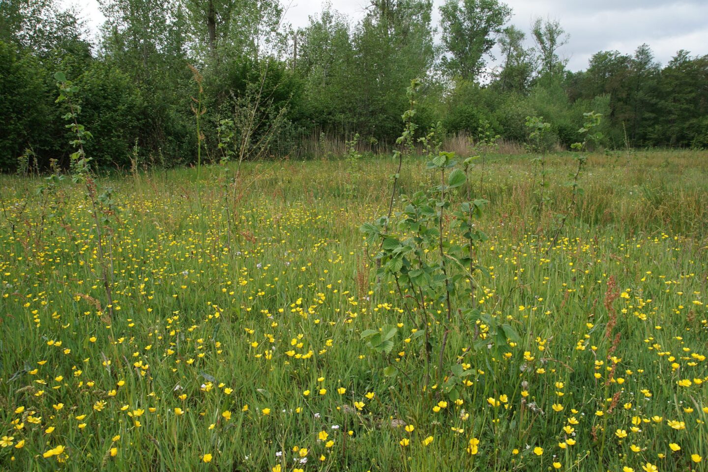 Aanplant in het Groene Woud