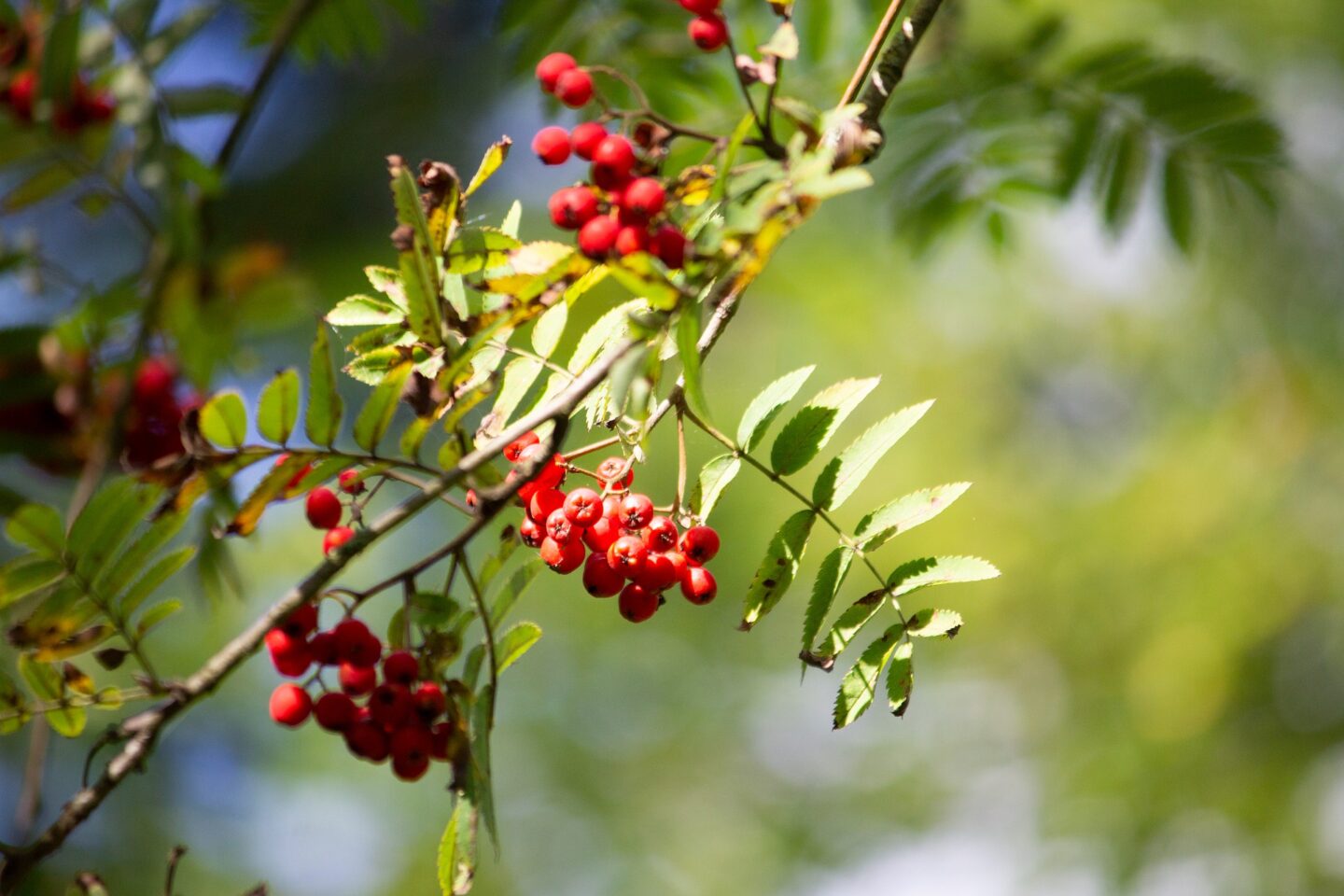 Lijsterbes Lijsterbes