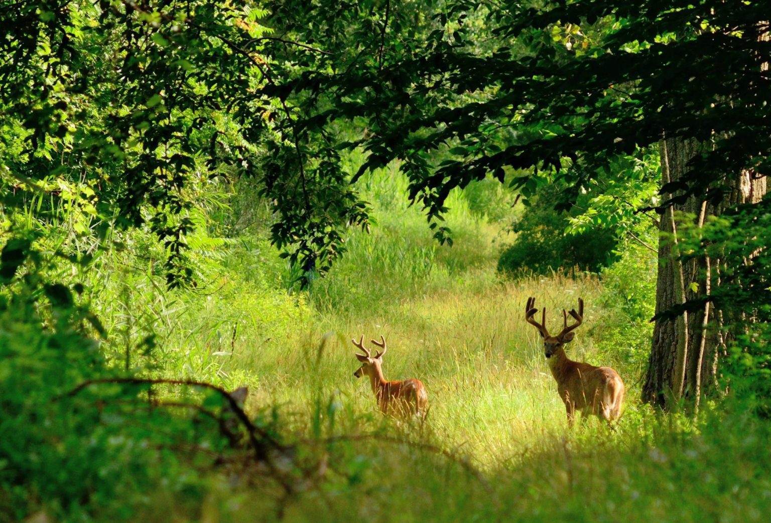 How a forest grows Trees for All