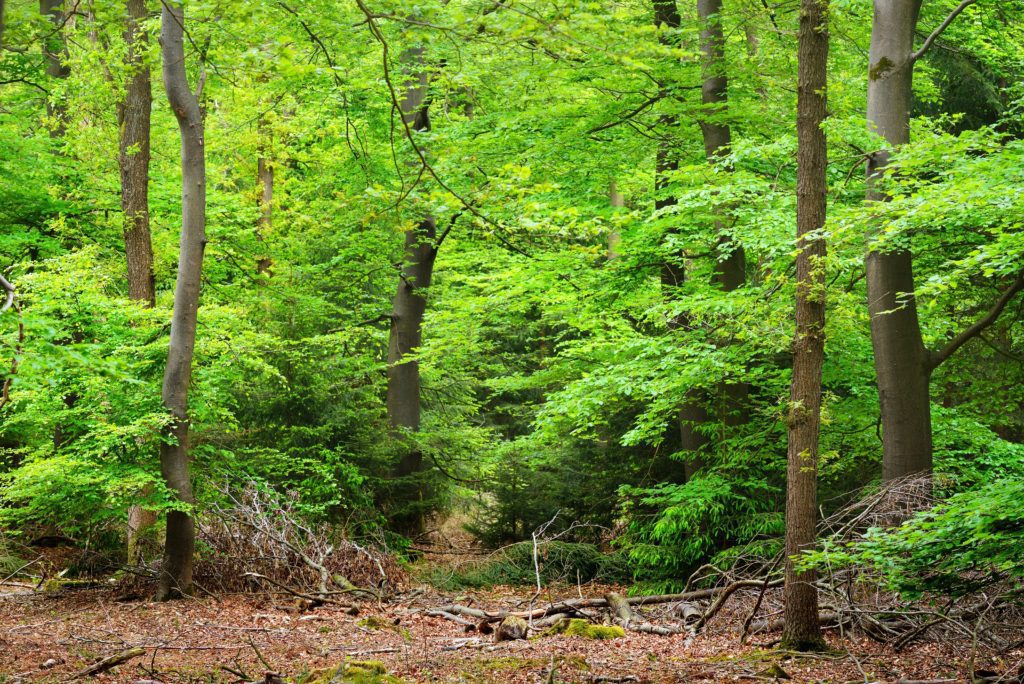 Nederlands bos