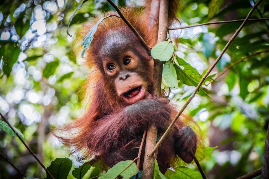 baby-orang-oetan-borneo