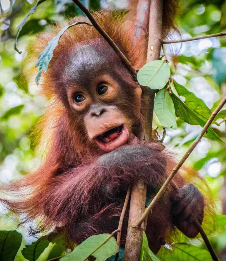 Borneo | Restoring the tropical forest and the habitat of the orangutan on Borneo