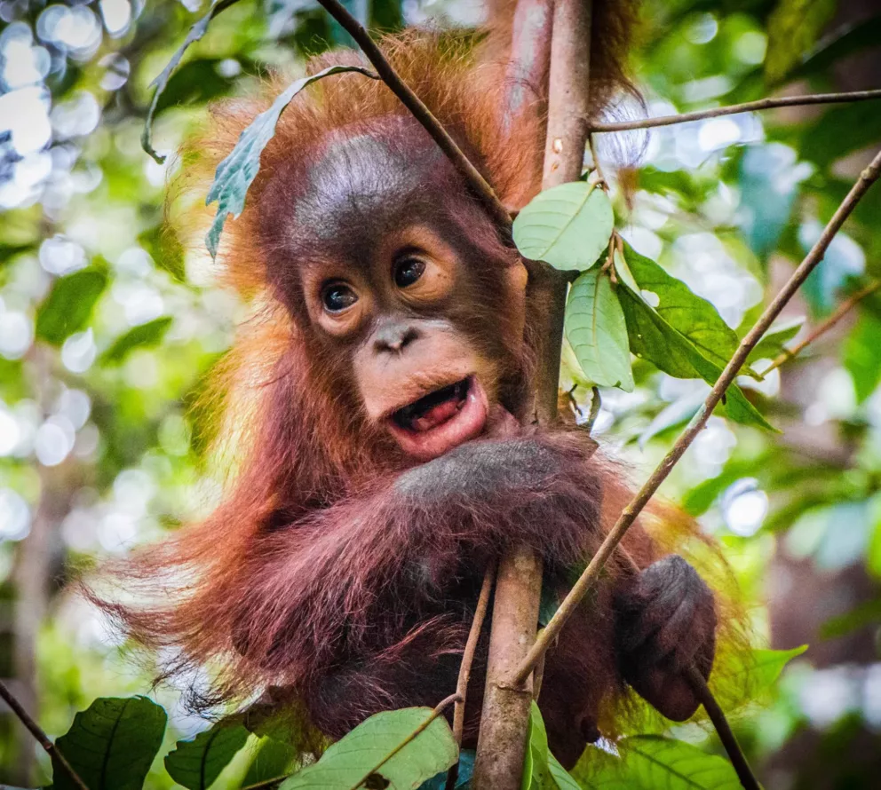 Borneo | Restoring the tropical forest and the habitat of the orangutan on Borneo