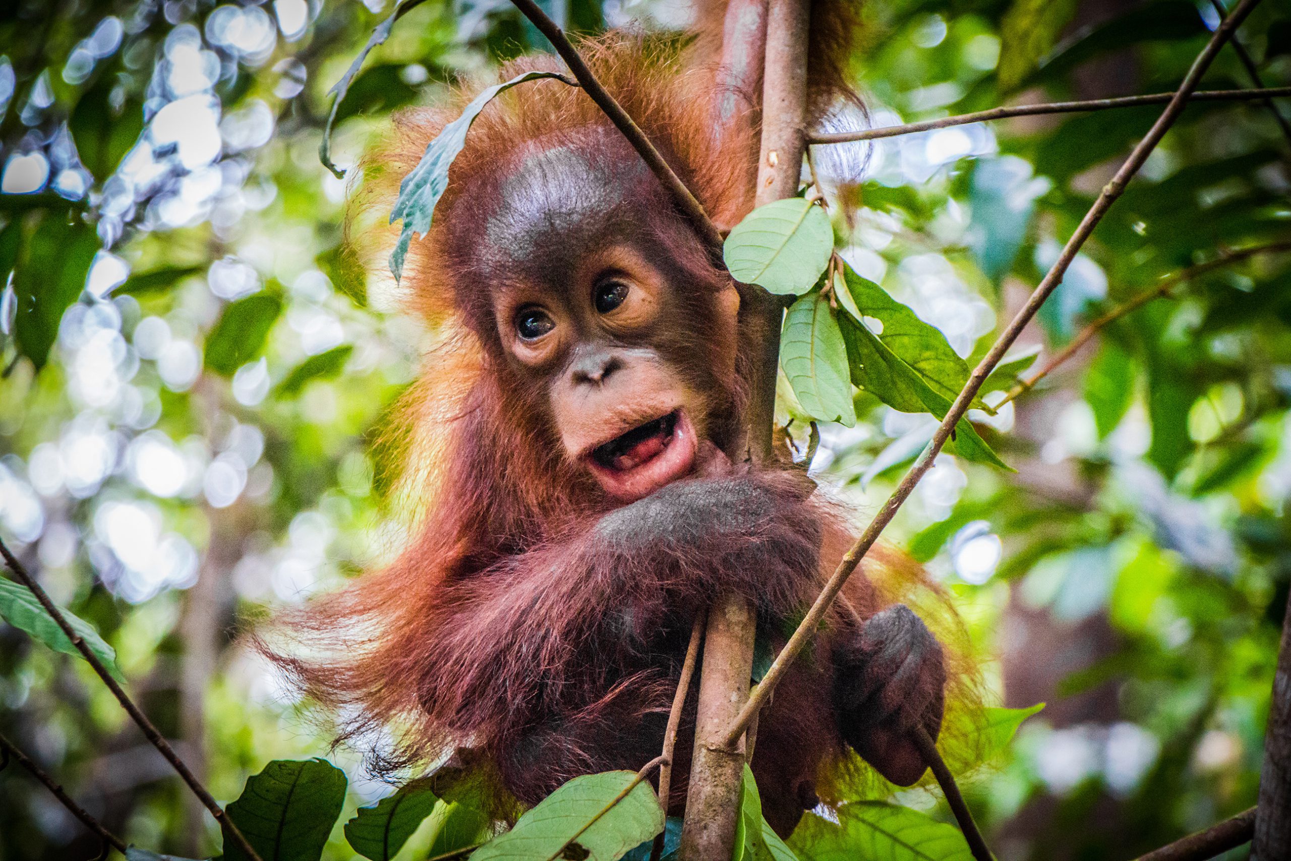 Restore rainforest on Borneo Protect the orangutan Trees for All