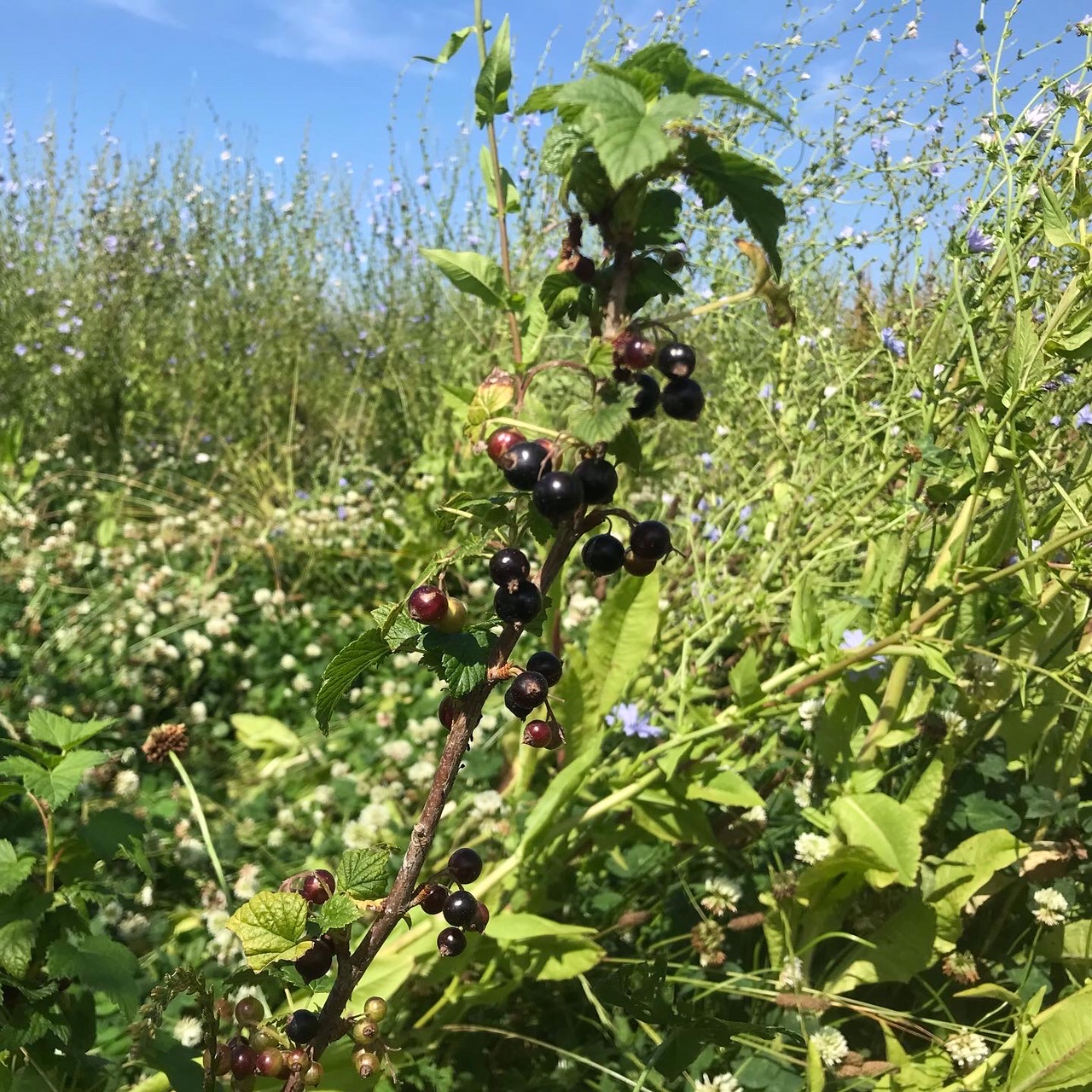 Aanplant voedselbos Zonnegoed