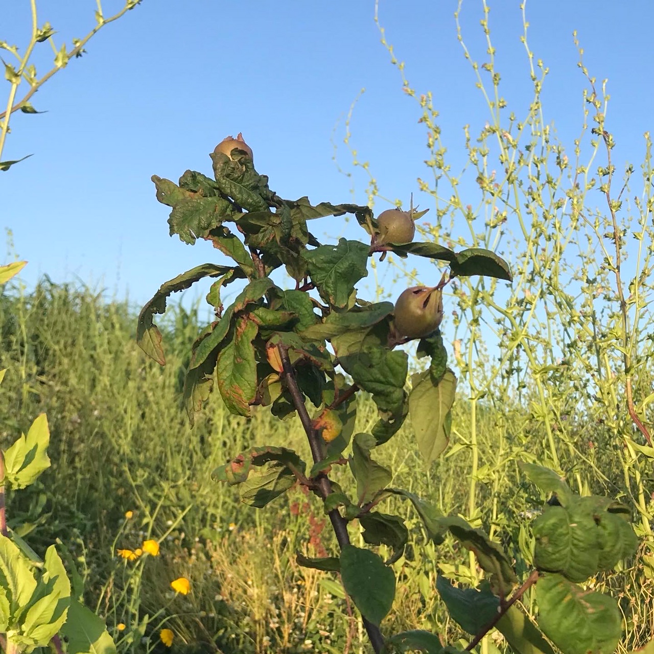 Aanplant voedselbos Zonnegoed