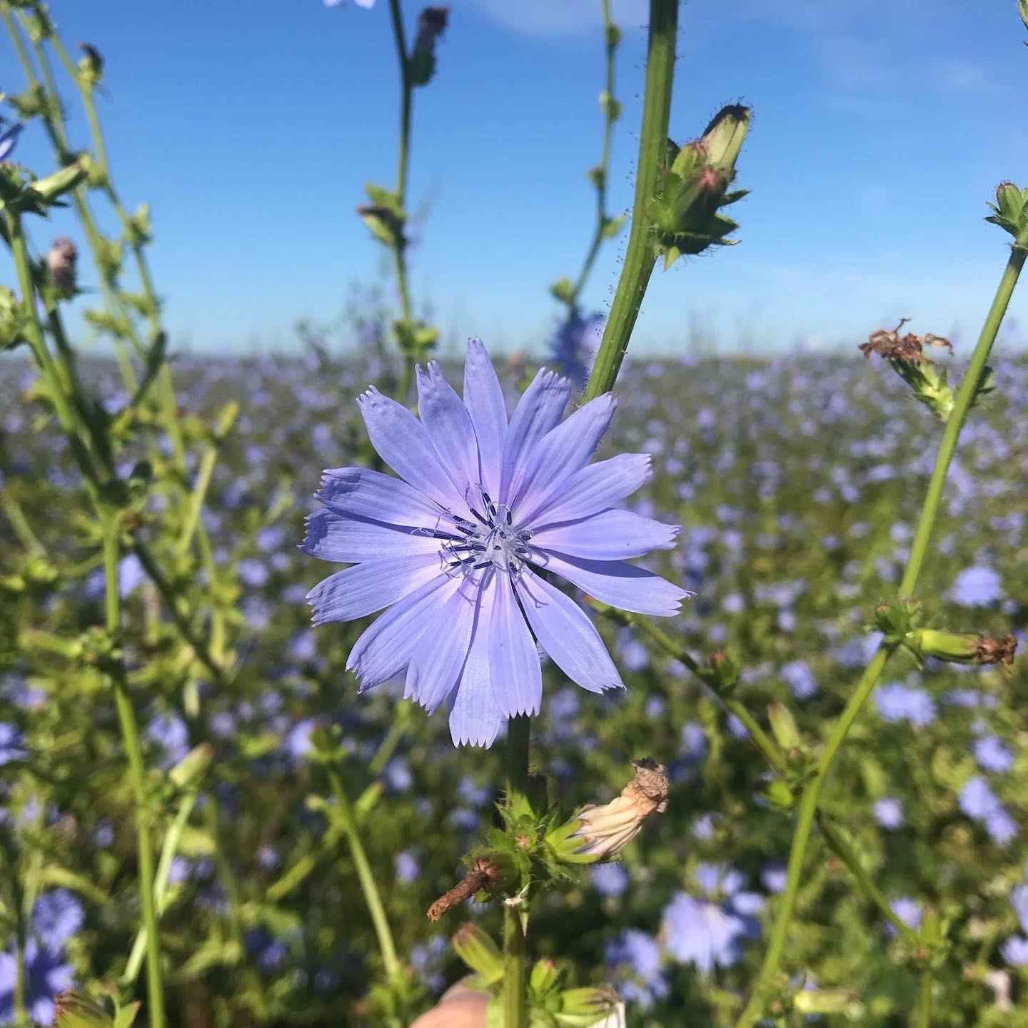 Aanplant voedselbos Zonnegoed