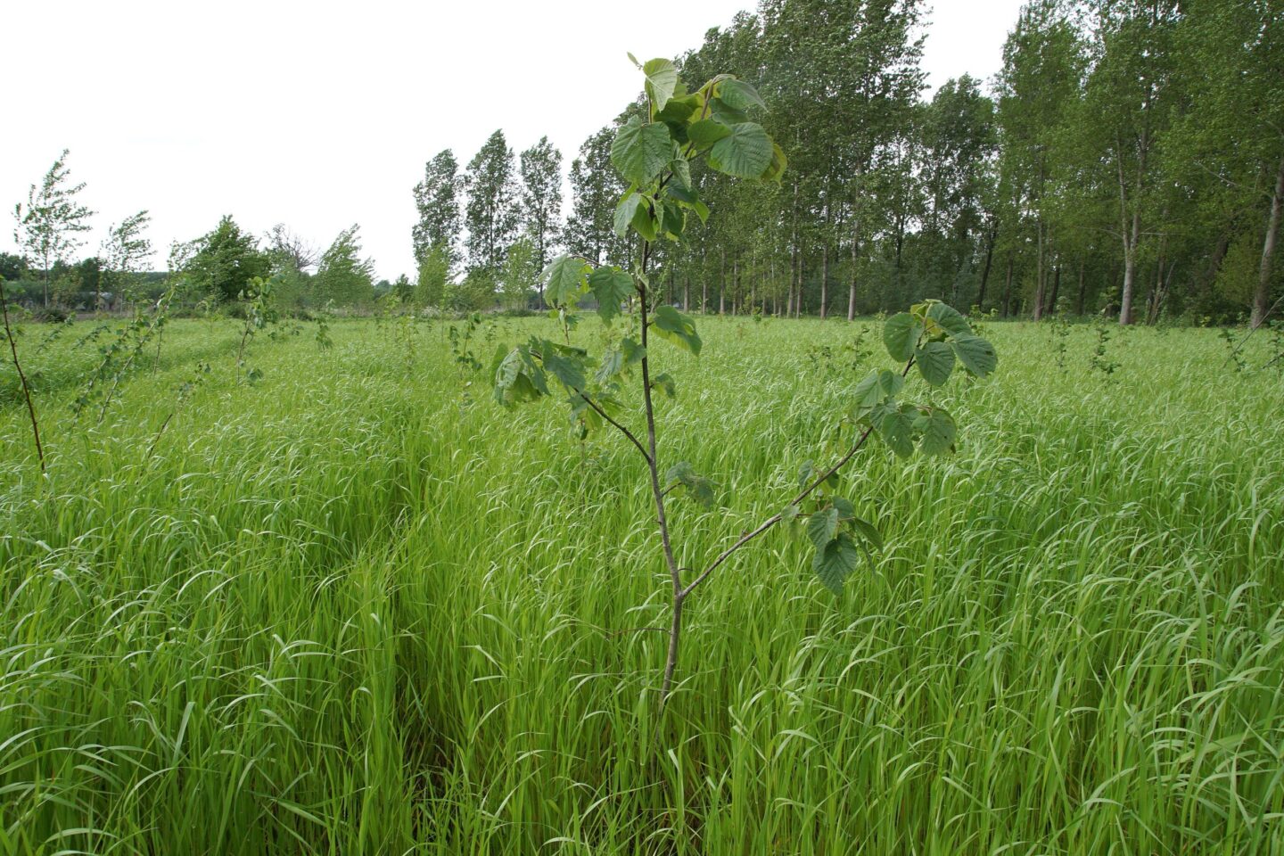 Aanplant in het Groene Woud
