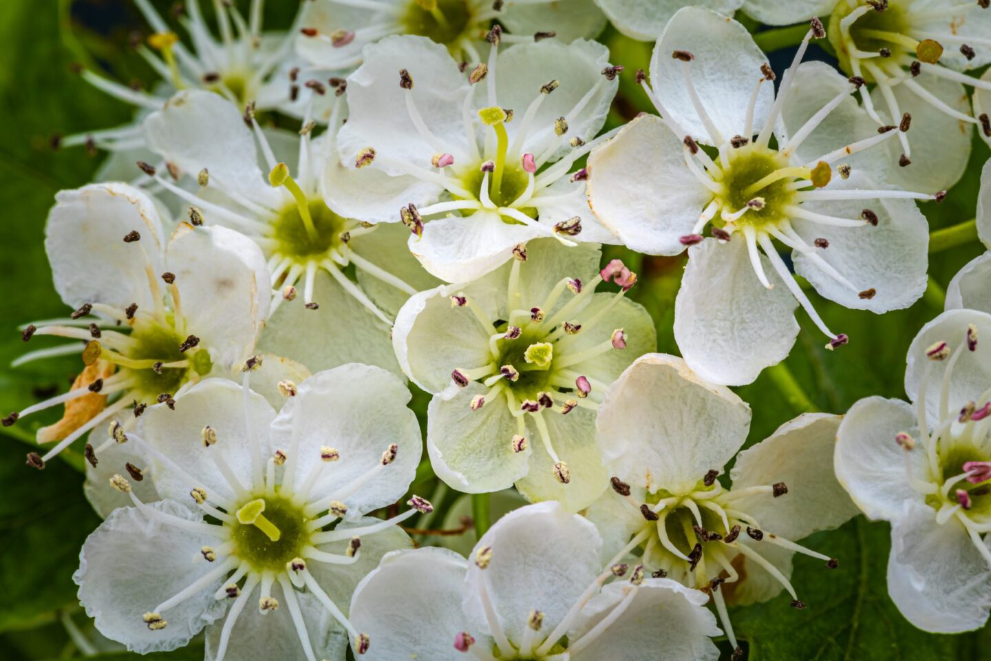 White,Hawthorn,Flowers,In,Spring,Garden,,Close,Up,,Macro.,Single-seeded meidoorn-bloesem