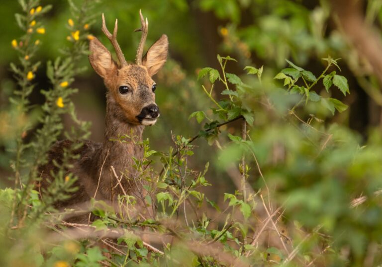 Bomen en biodiversiteit