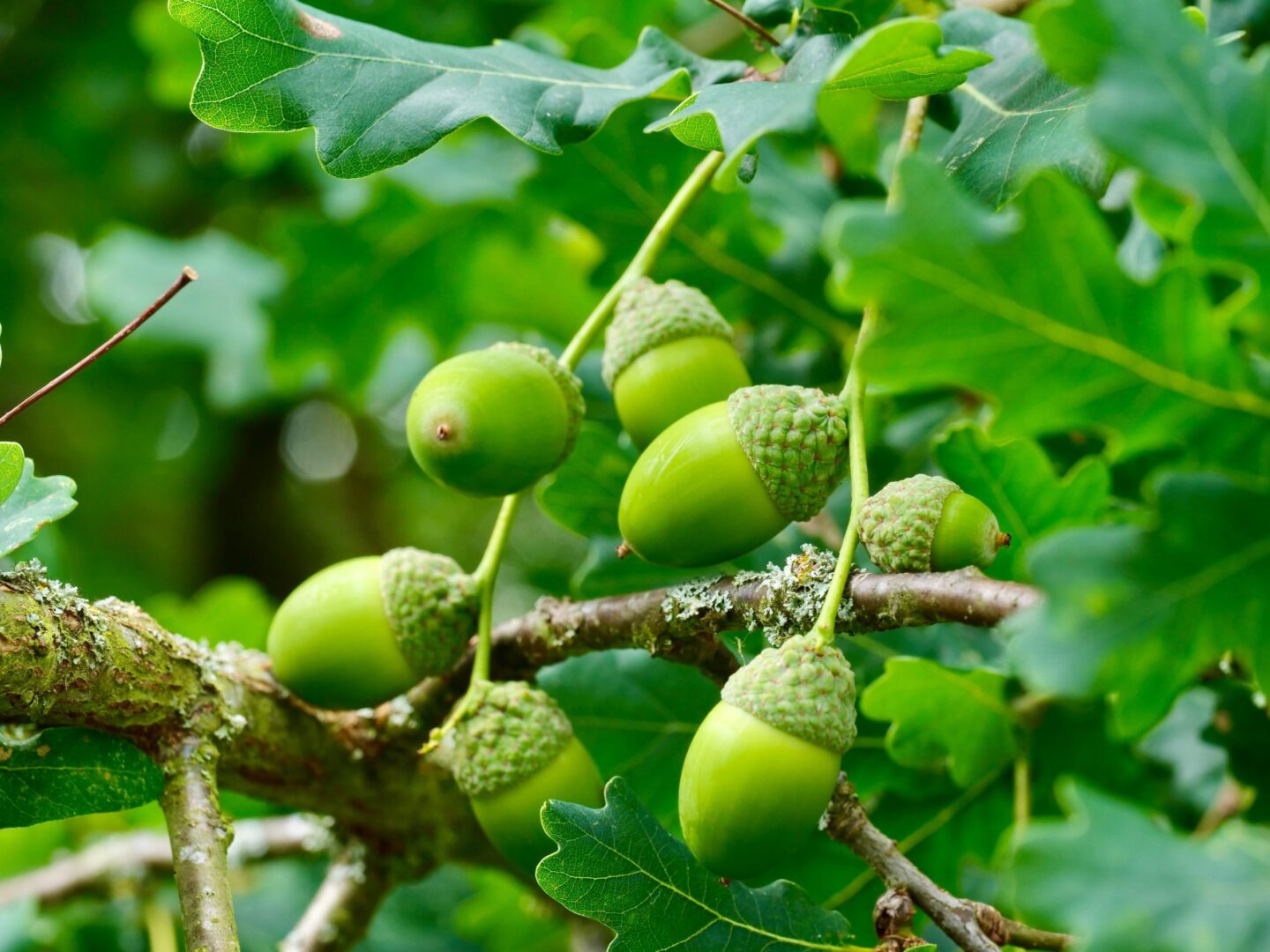 The,Green,Acorns,Of,Sessile,Oak.,Sessile,Oak,Also,Known wintereik