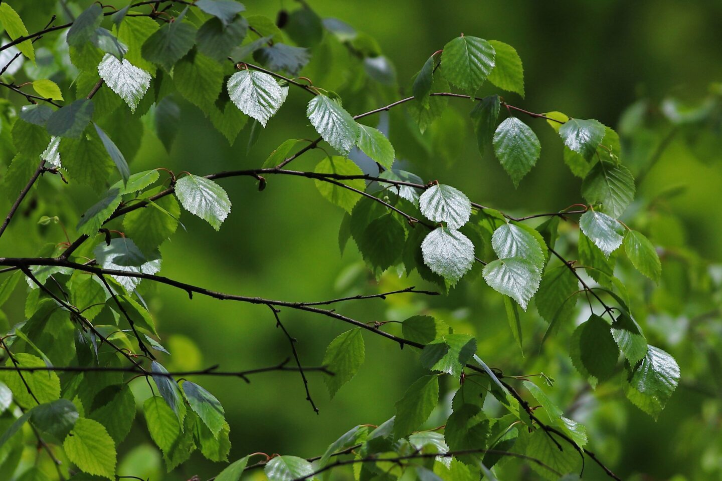 Zachte berk zachte-berk-blad