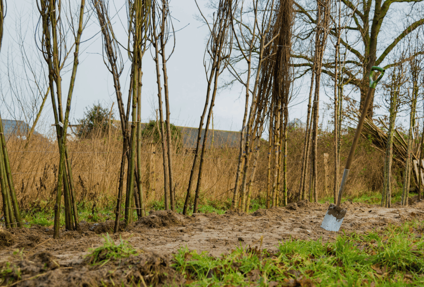 2 Boomaanplant-overijssel