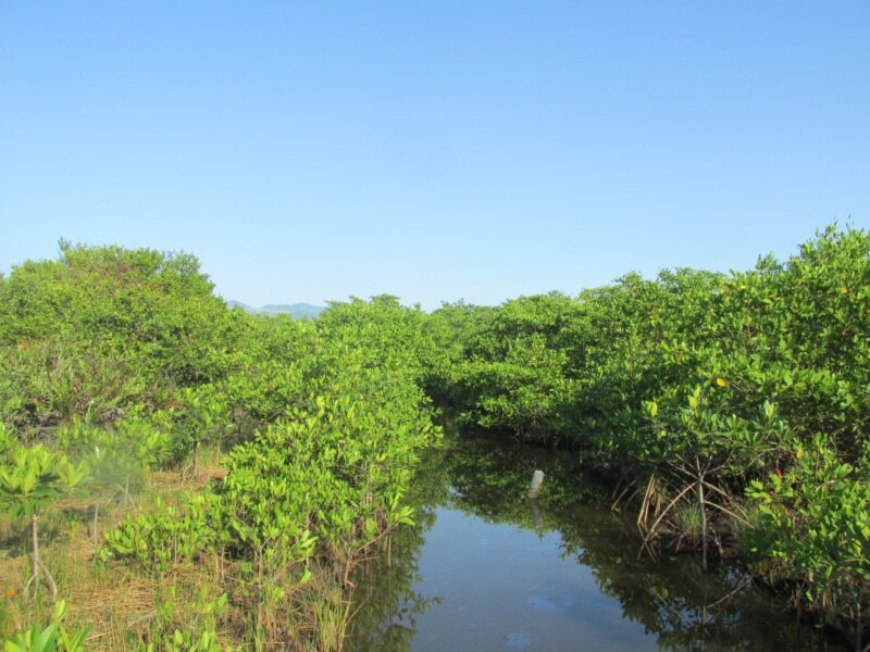 Aanplant mangrove in Los Tuxtlas