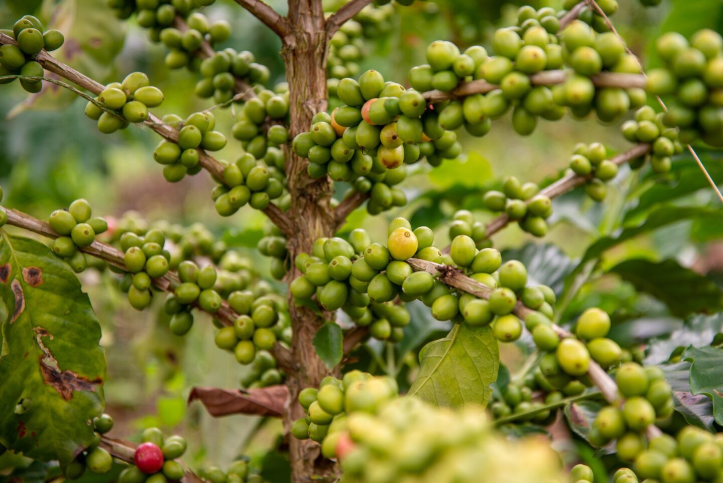 trees-for-all-arbolivia