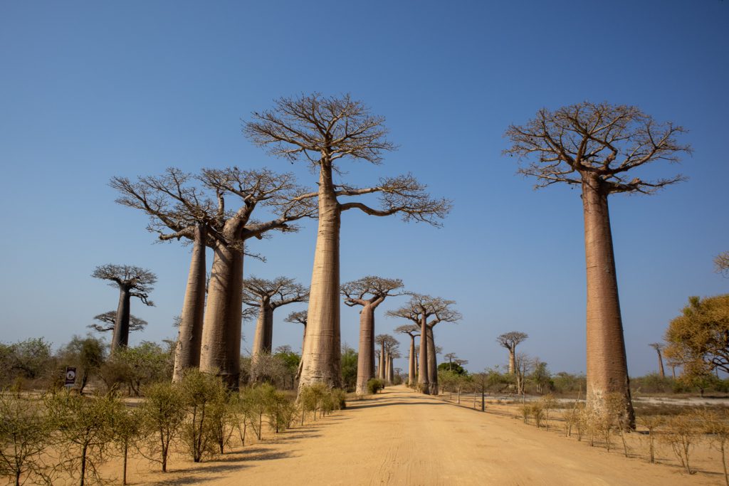 baobab-madagaskar