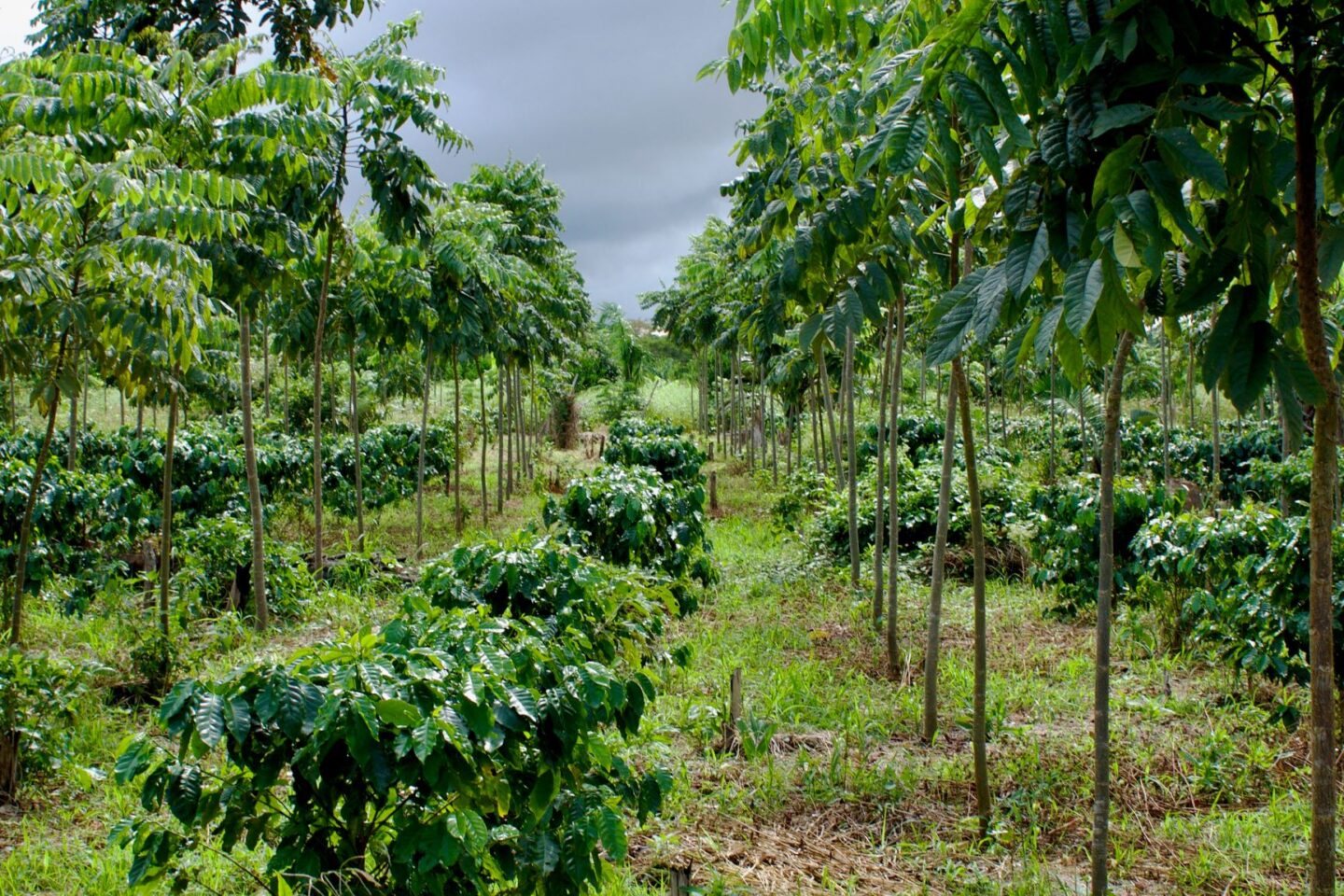 trees-for-all-bolivia-co2