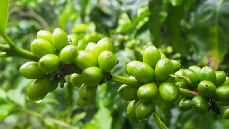 Koffiebonen agroforestry