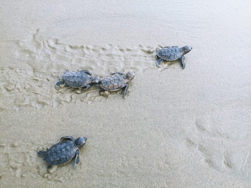 Schildpadden in Los Tuxtlas Mexico