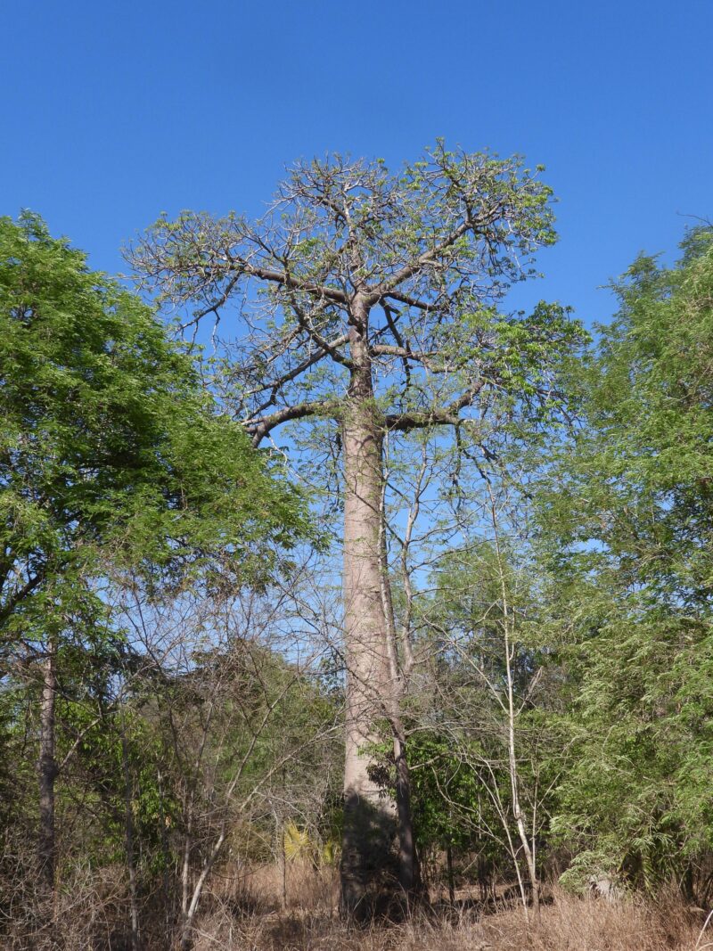 Baobab in het Zazamalala bos