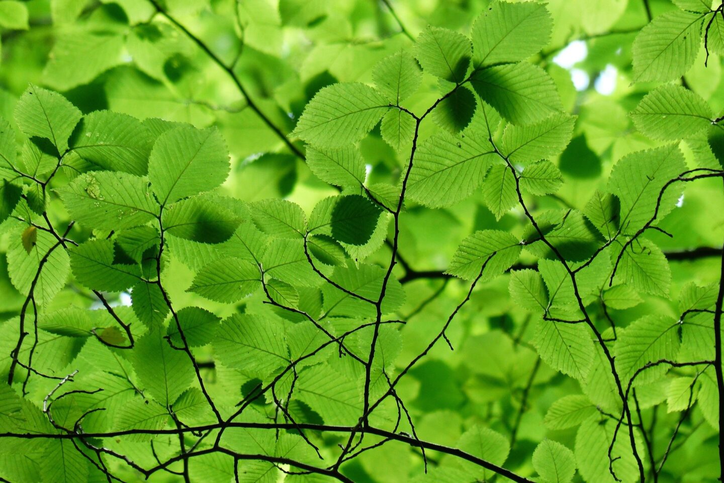 Haagbeuk haagbeuk