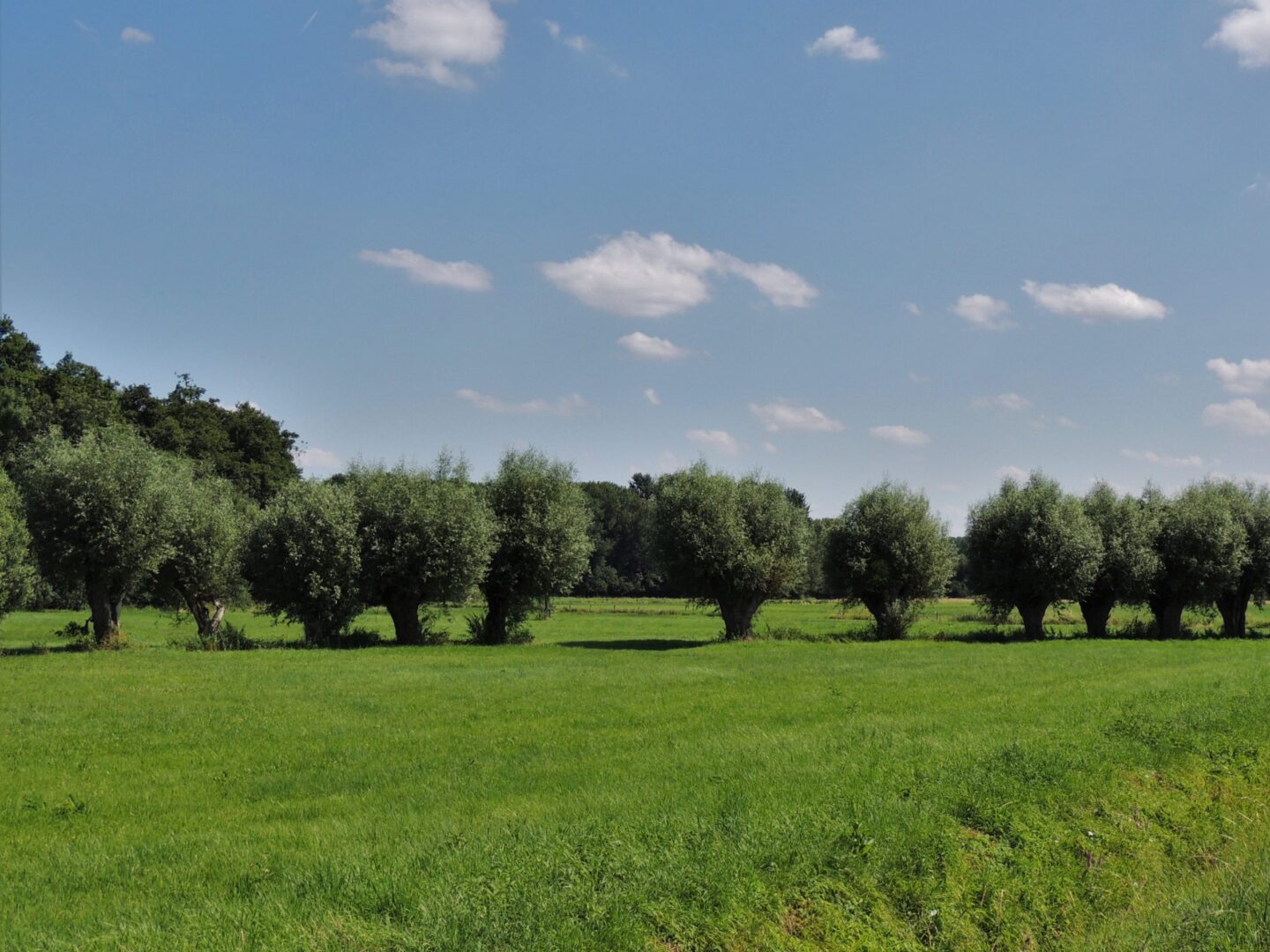Ancient,Pollard,Willow,Trees,(salix,Alba,/,Salix,Viminalis),Fencing rij-schietwilgen