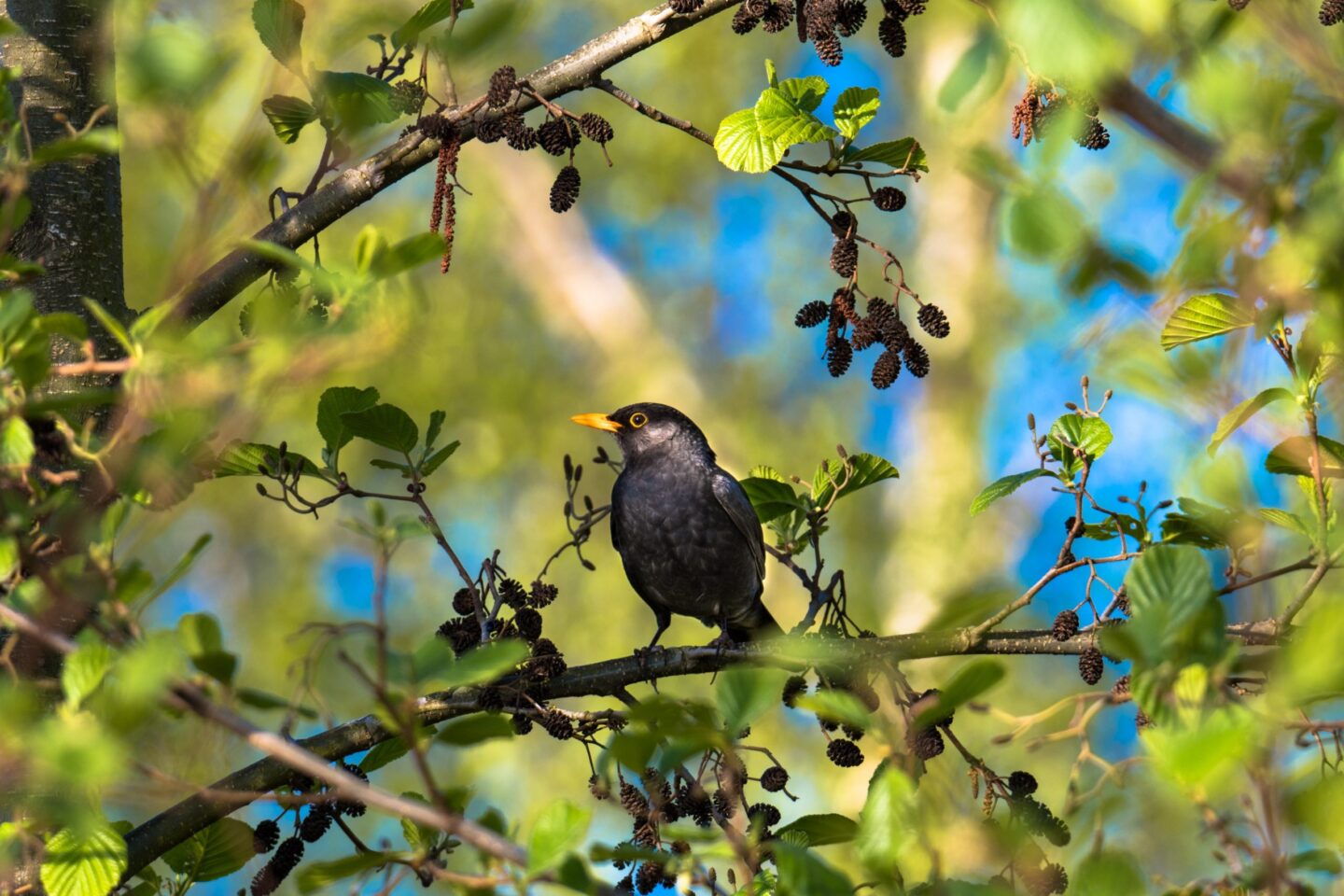 A,Male,Blackbird,Sits,In,The,Shade,On,A,Branch merel-zwarte-els