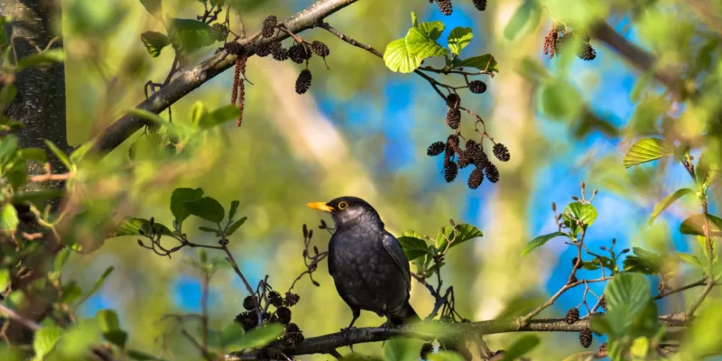 Landscape elements Brabant | Working together to give Brabant more natural beauty