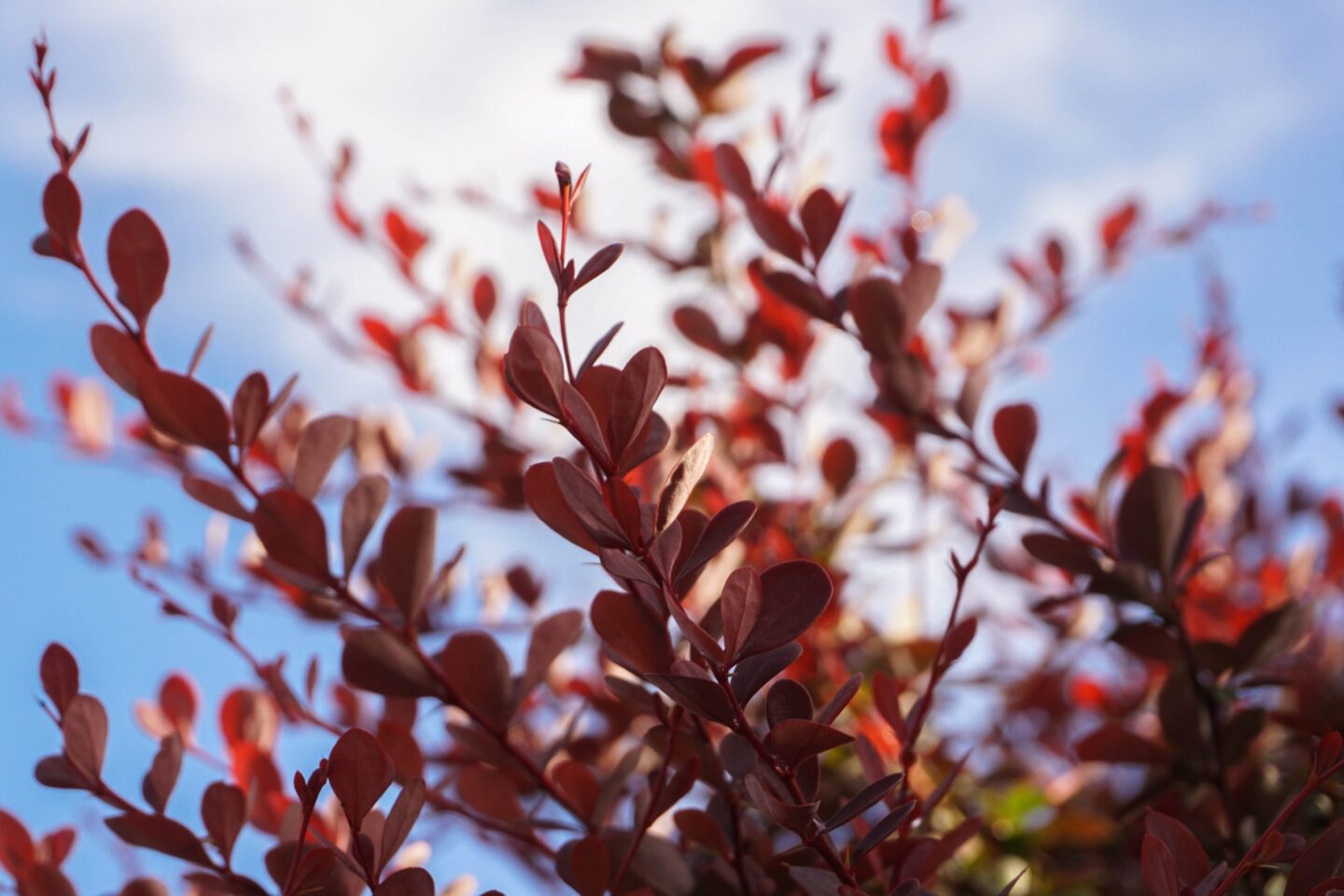 Bush,Cornus,Sanguinea,Against,The,Blue,Sky rode-kornoelje