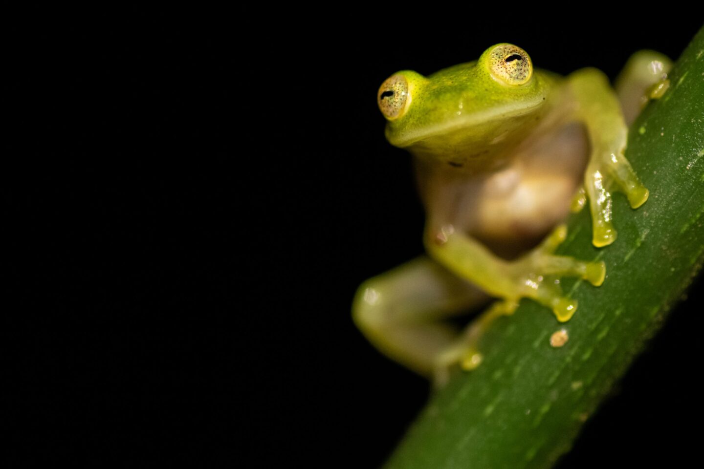 costa-rica-glaskikker-adopteer-regenwoud