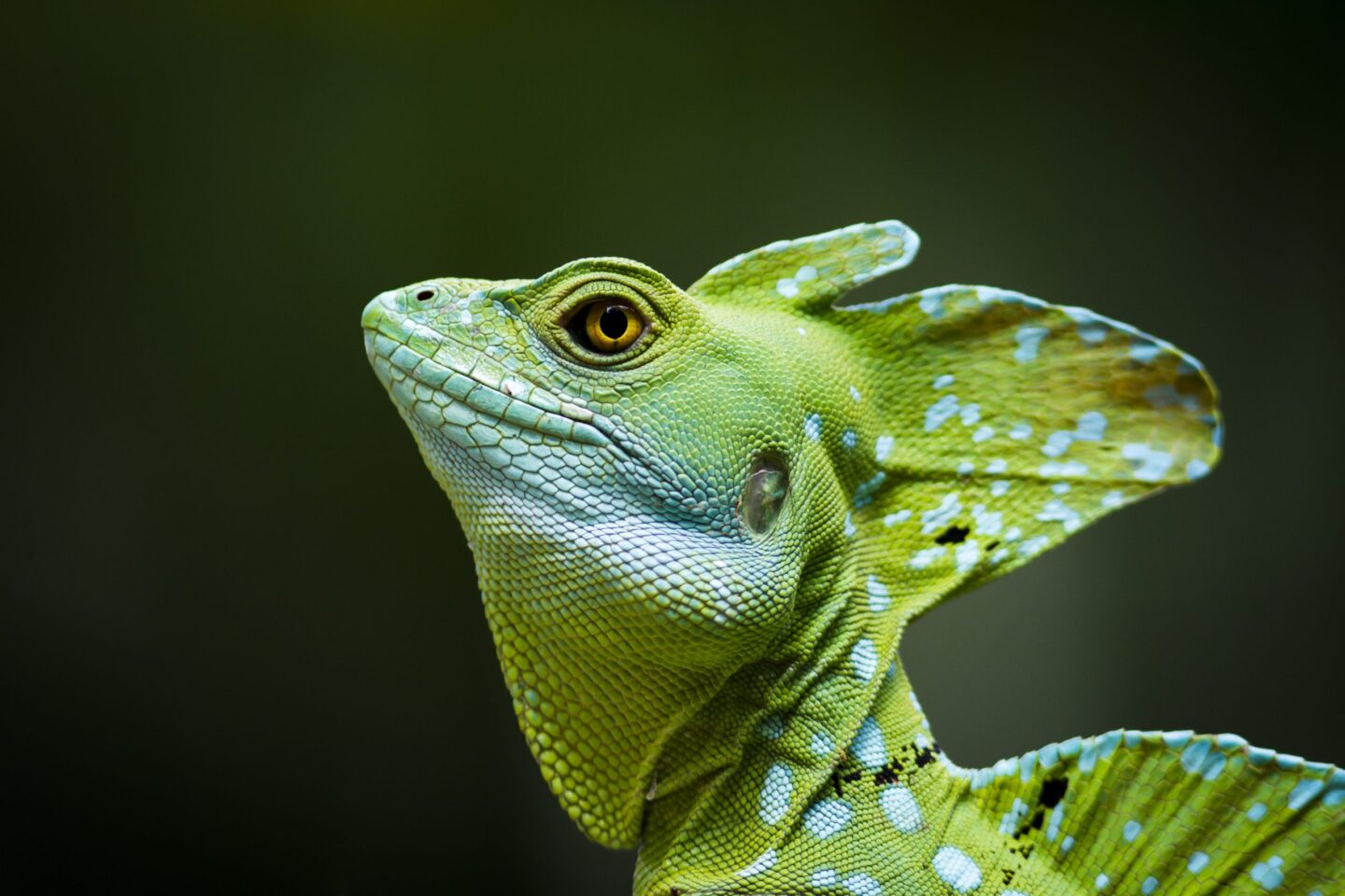 costa-rica-helmbasikisk-adopteer-regenwoud