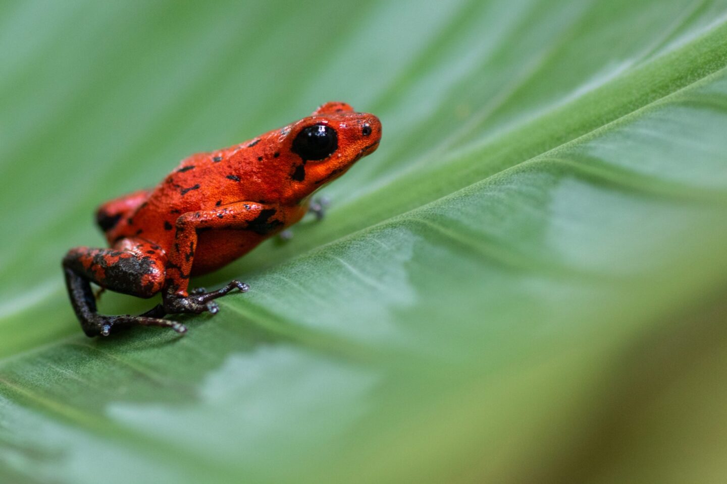 costa-rica-kikker-adopteer-regenwoud