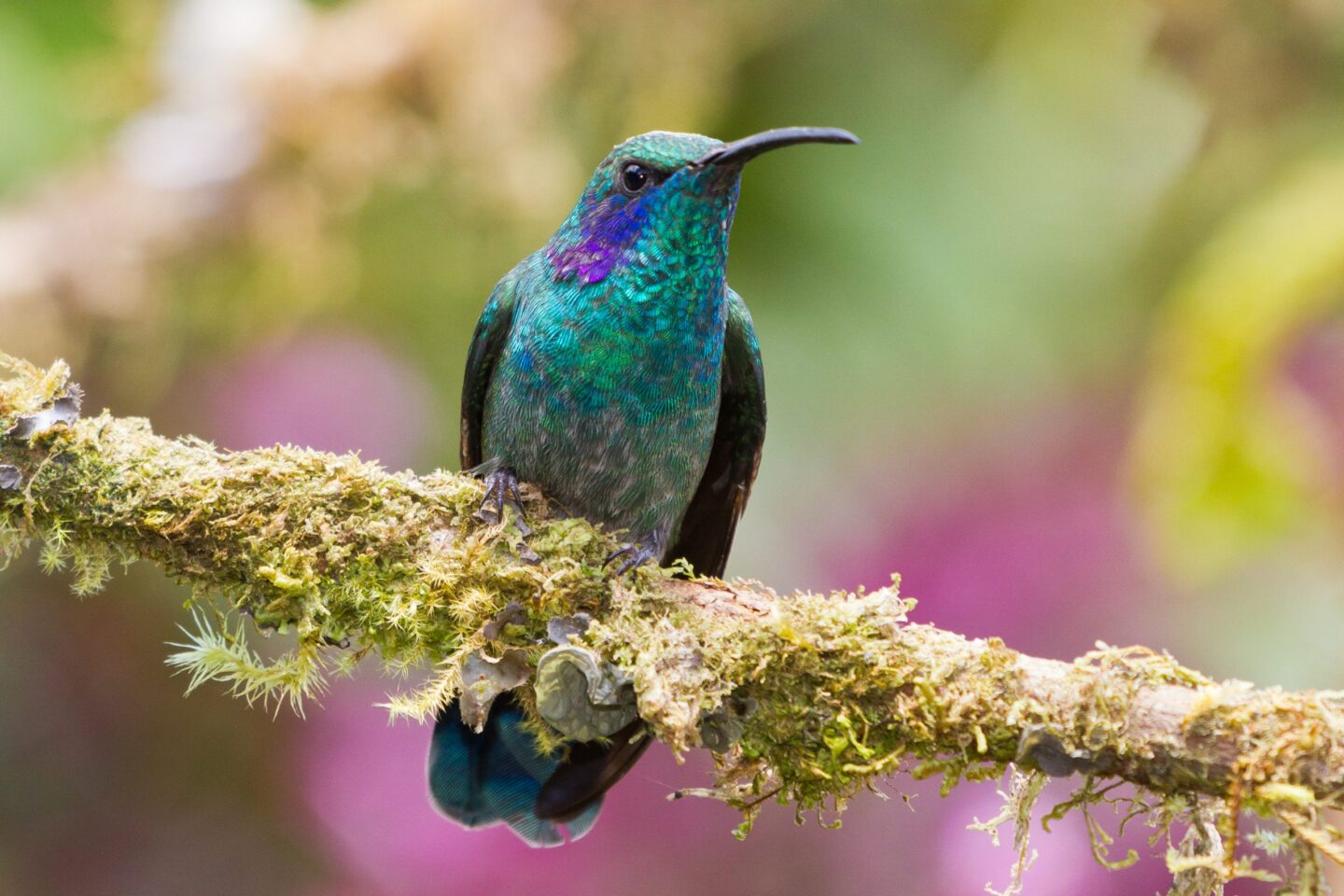 costa-rica-kolibri-adopteer-regenwoud