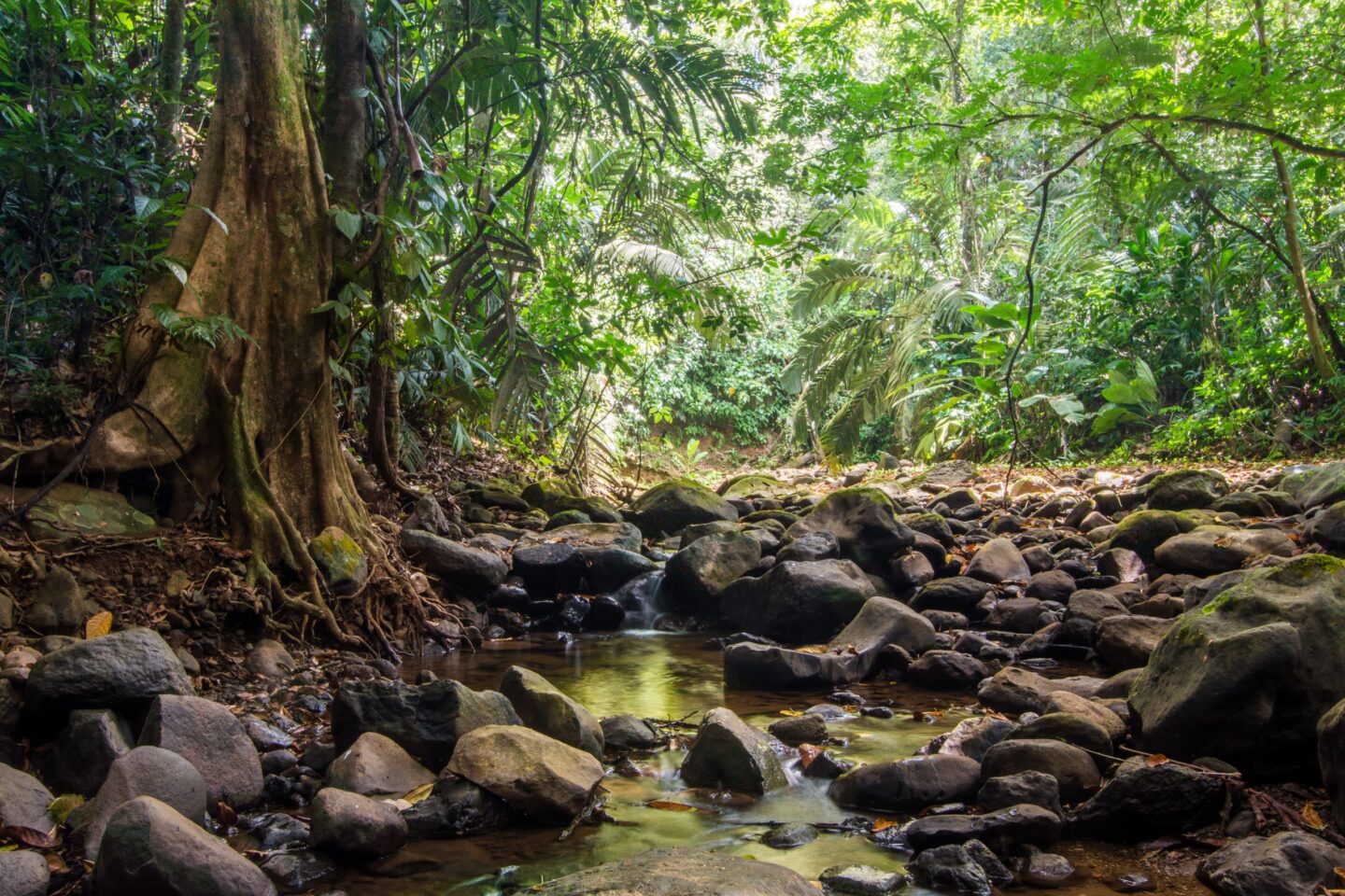 costa-rica-tropisch-regenwoud