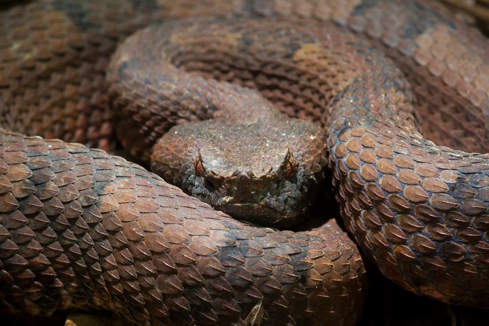 costa-rica-adder-adopteer-regenwoud