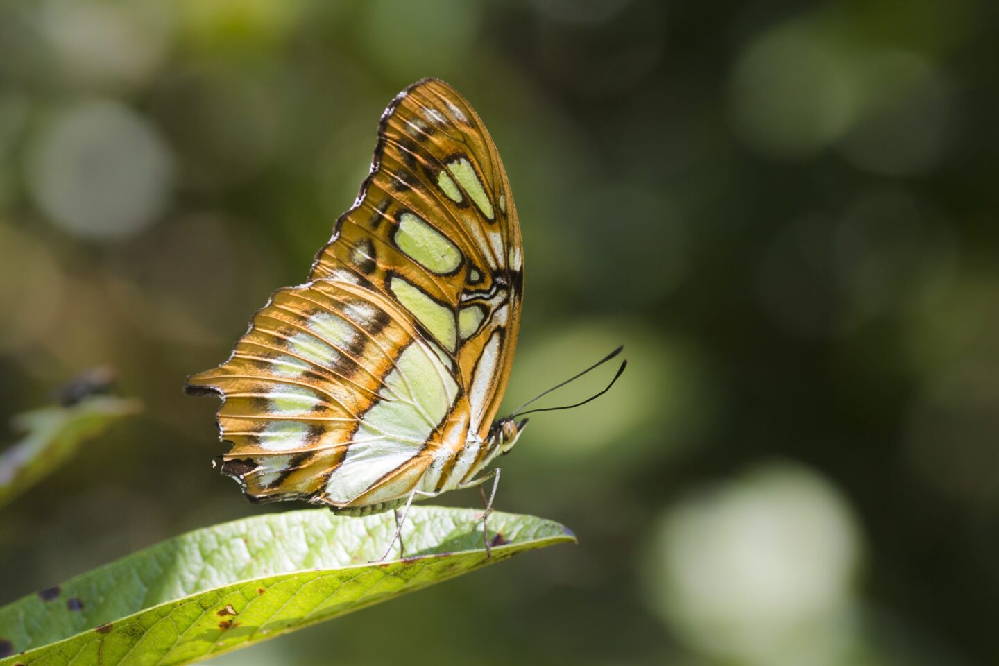 costa-rica-vlinder-adopteer-regenwoud