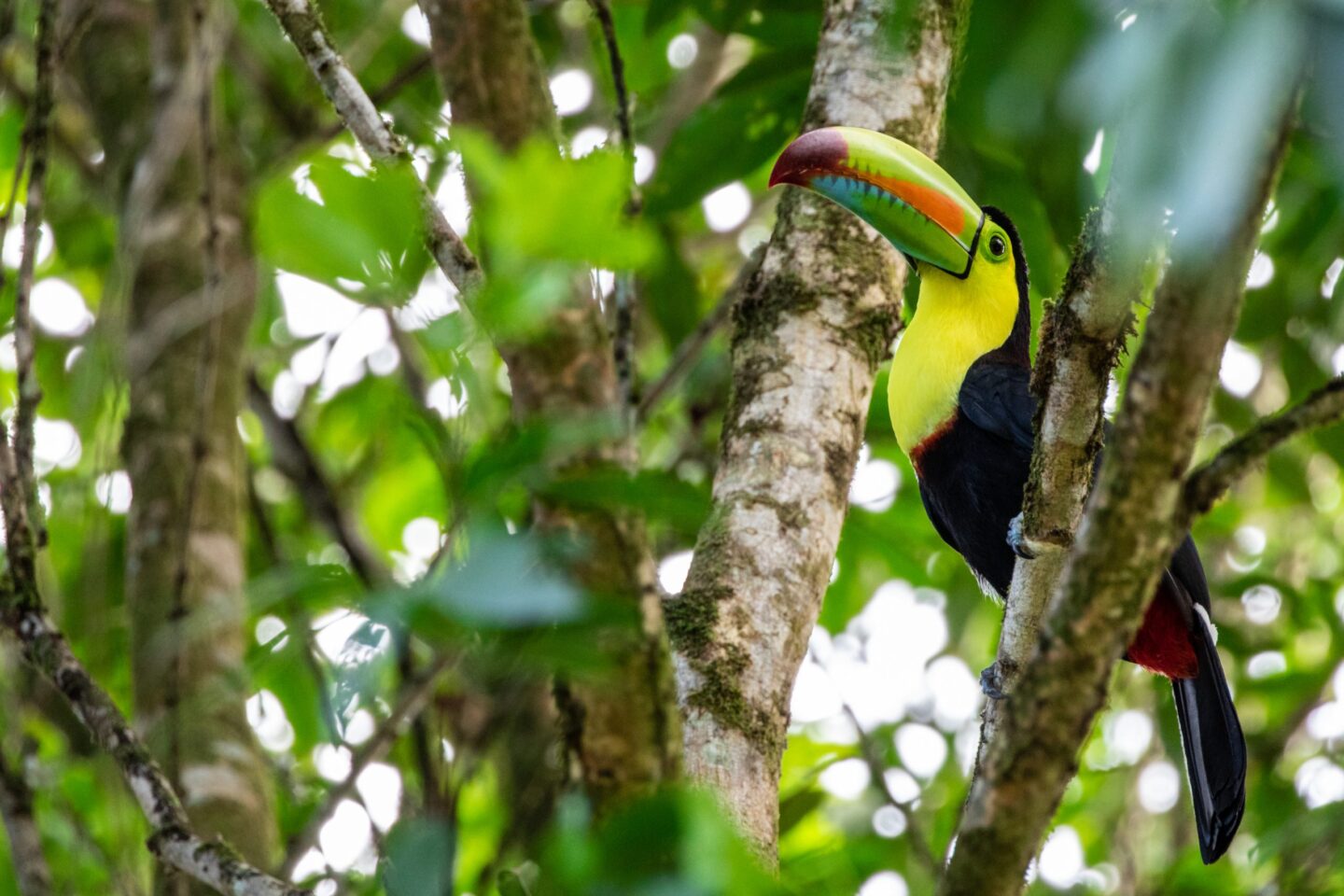 costa-rica-toekan-adopteer-regenwoud