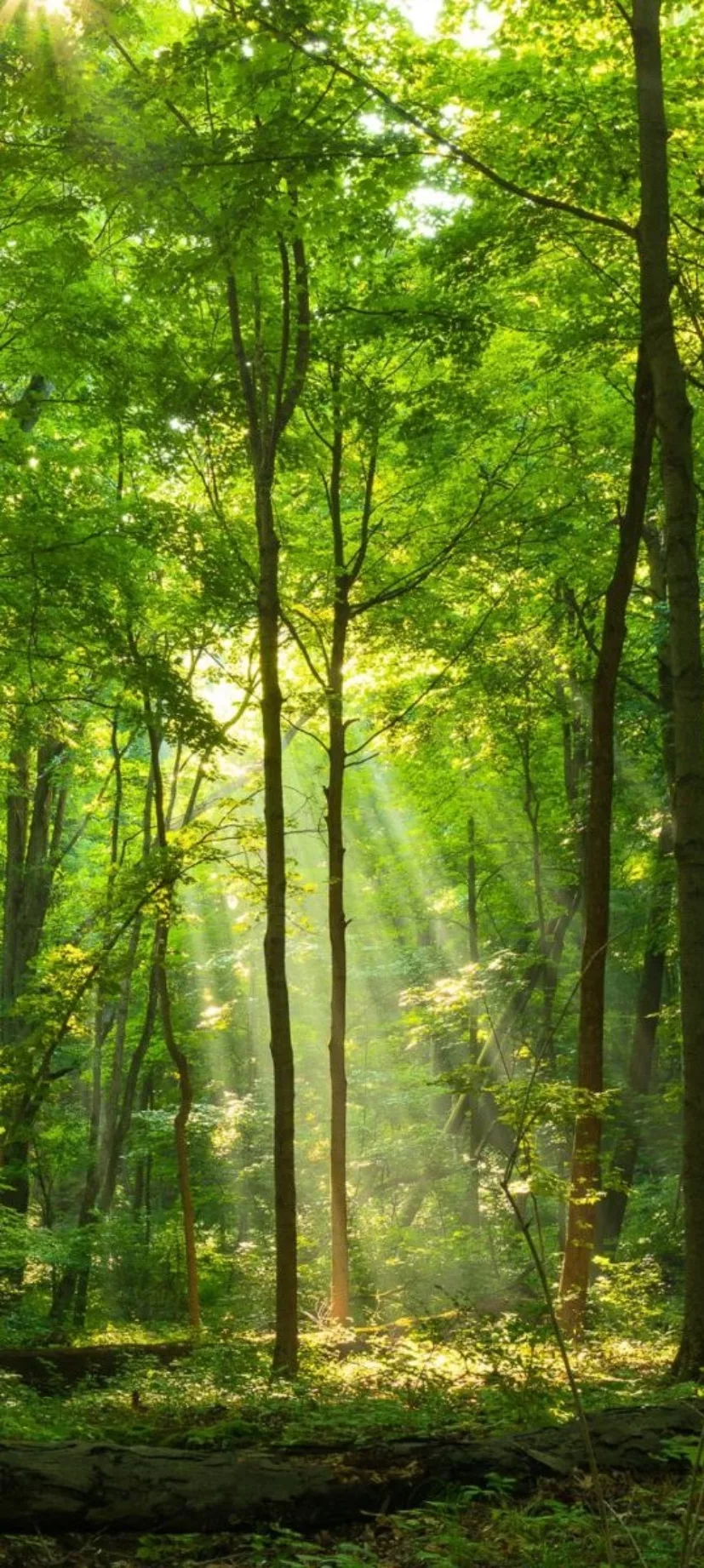 Plant bomen voor een bosrijke wereld