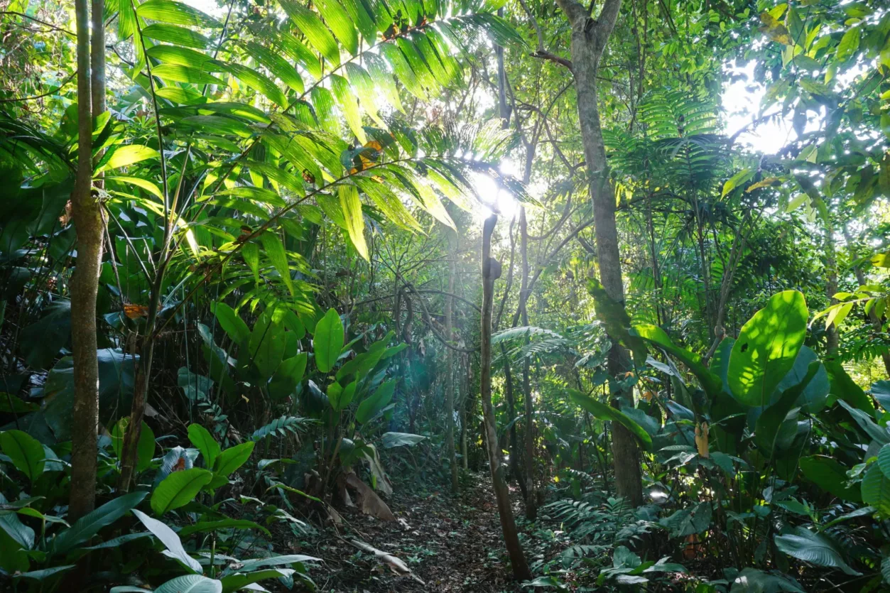 regenwoud-costa-rica