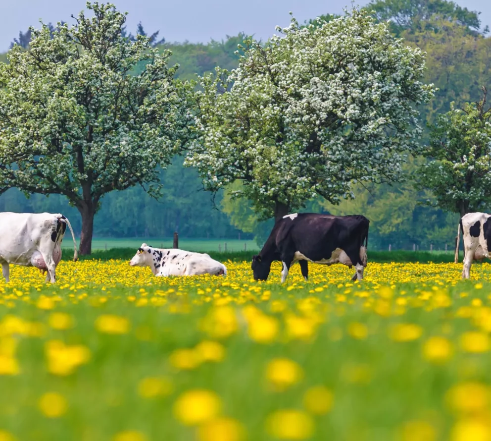 Renature Programma Arla | Bomen en heggen bij de boer